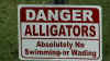 alligators.jpg.JPG (122919 bytes)